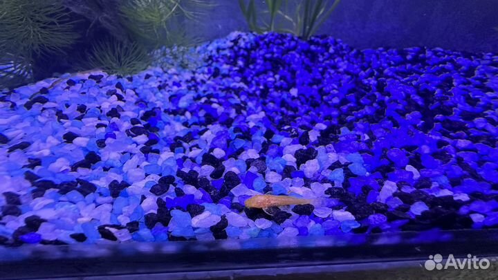 Аквариумные рыбки