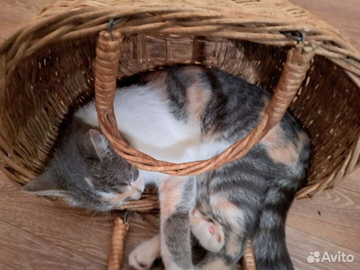 Отдам в хорошие руки