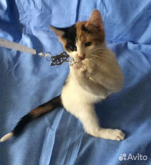 Трехцветный котенок Маня