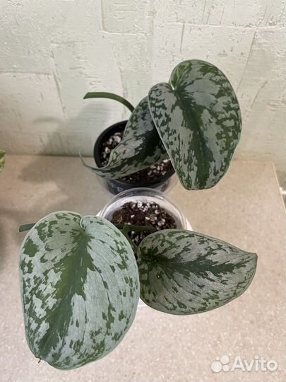 Сциндапсус