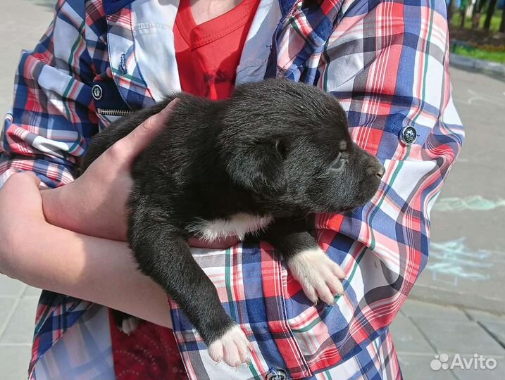 Собака в добрые руки щенок