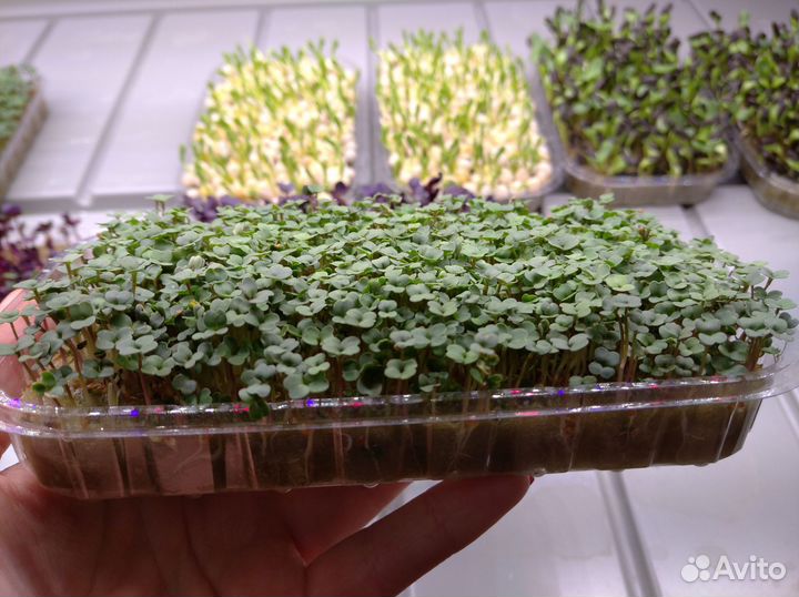 Набор для выращивания микрозелени