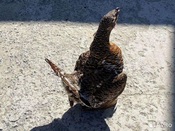Самка глухаря чучело