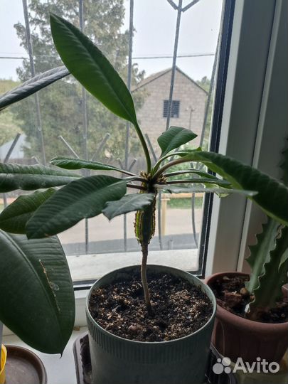 Молочай, фикус