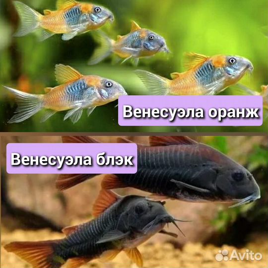 Сомики коридорасы,стурисома панамская