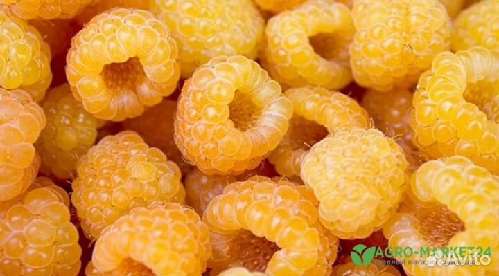 Саженцы крупной жёлтой малины