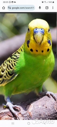 Волнистый попугай,корелла,неразлучники
