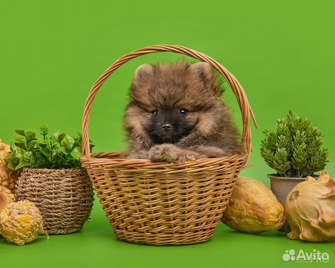 Щенки шпица