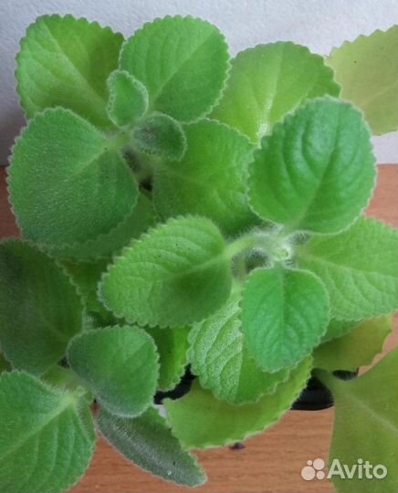 Мята комнатная