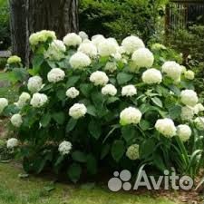 Гортензия белая кустовая