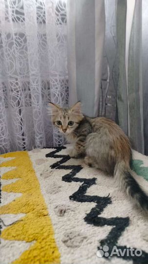 Котенок в добрые руки