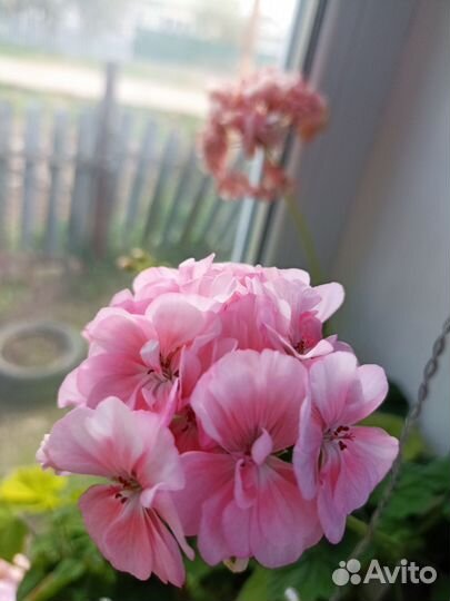 Пеларгония герань