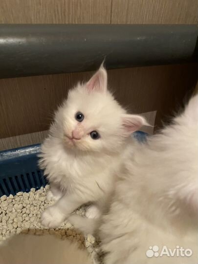 Котята мейн-кун