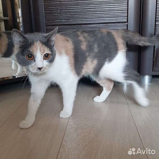 Этим животным нужен дом