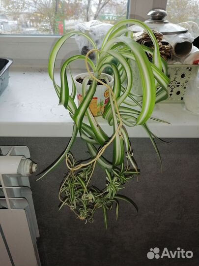 Комнатные цветы