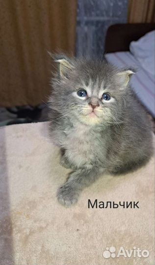 Котята мейн-кун в добрые руки