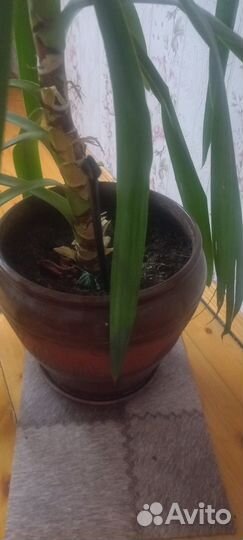 Пальма юкка