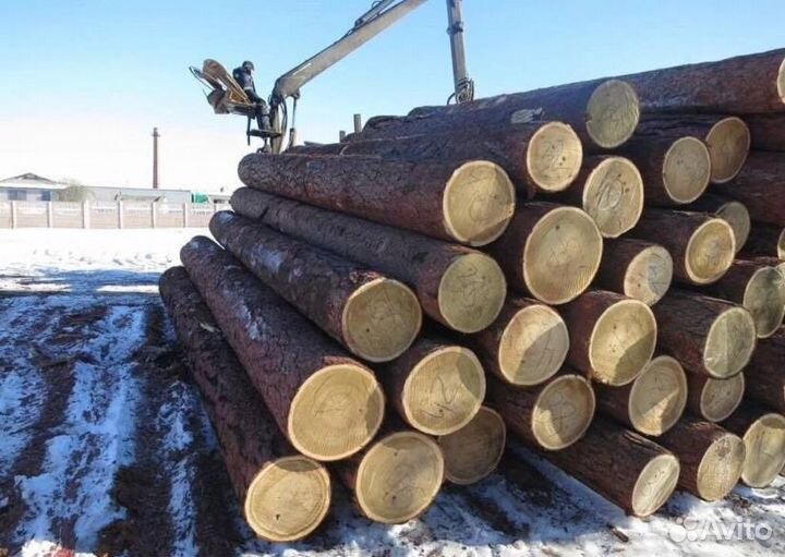 Лес кругляк кедр