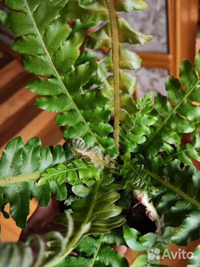 Блехнум gibbum brasiliense volkano