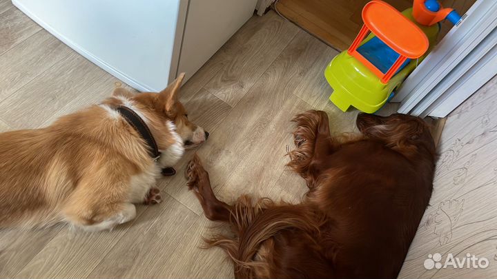 Передержка собак,догситтер