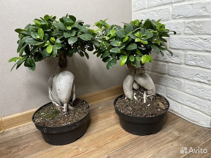 Фикус бонсай комнатные цветы