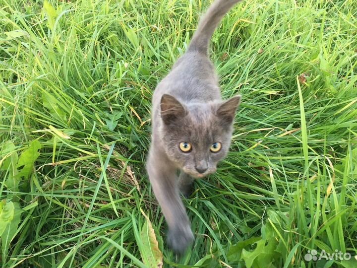 Котик суперласковый 3 мес