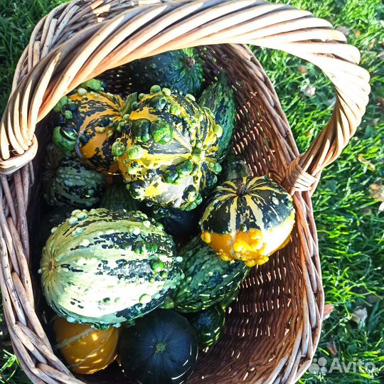 Тыква декоративная