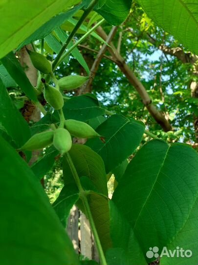 Саженцы маньчжурского ореха