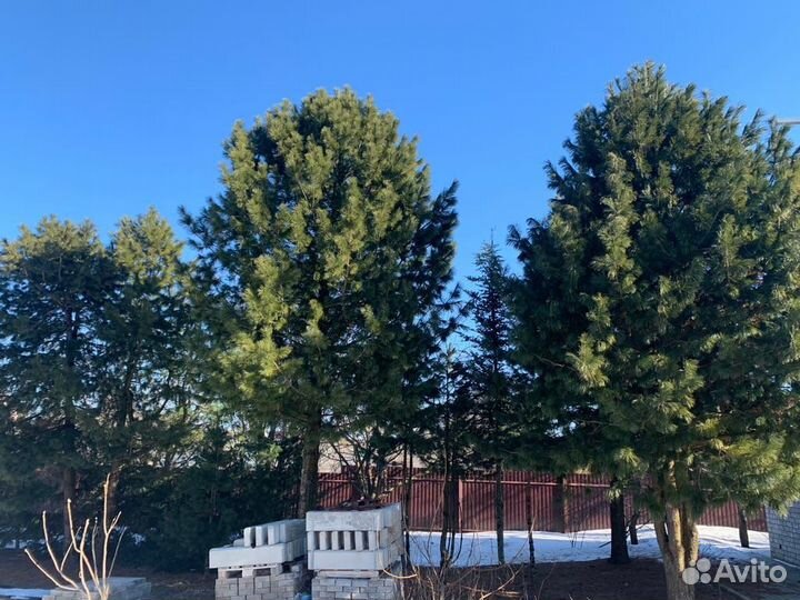 Кедр сибирский европейский мix