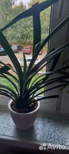 Комнатные цветы Кливия,Хойя