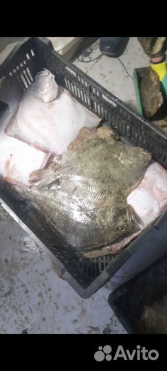 Азовская камбала