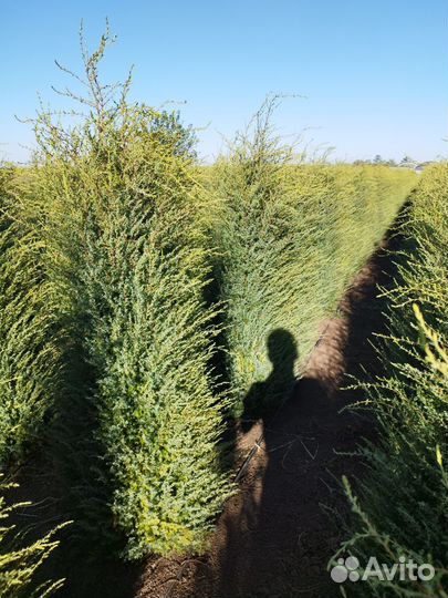 Можжевельник голд кон