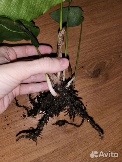 Калатея нетворк