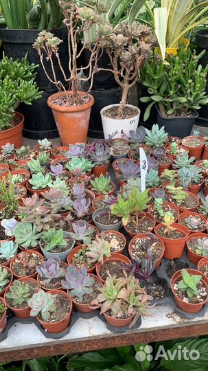 Суккулентная теплица