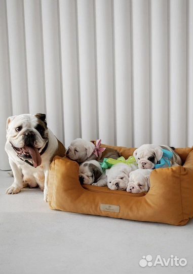 Английский бульдог