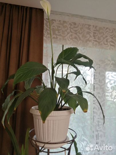 Спацифилум