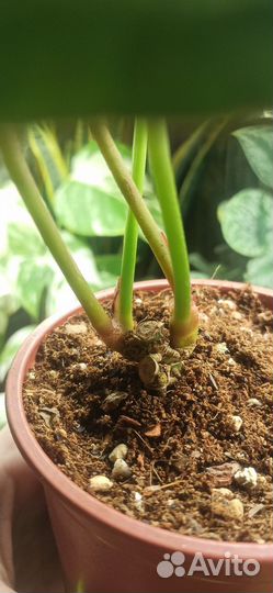 Антуриум кристаллинум Cristallinum