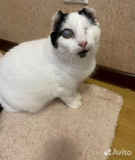 Кошка в добрые руки