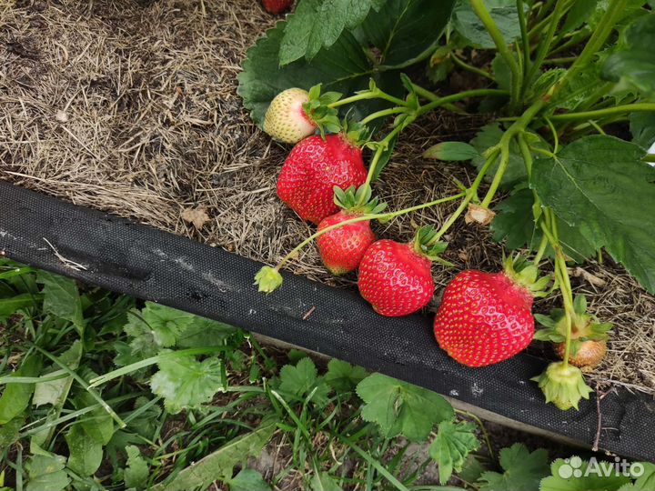 Кустики клубники, бронь