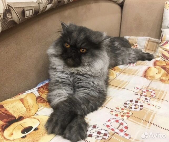 Отдам в хорошие,добрые руки