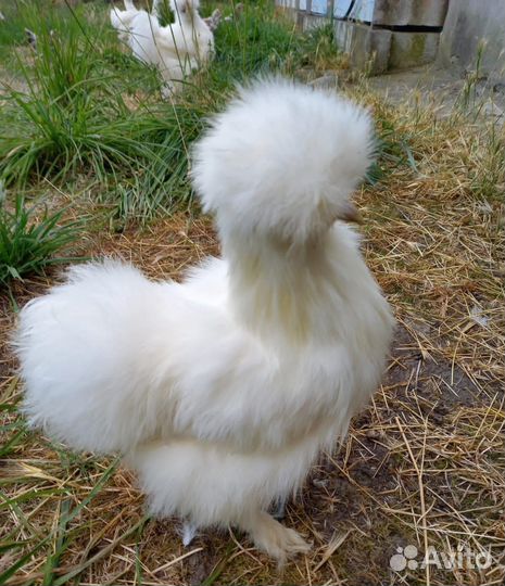 Китайские шелковые цыплята