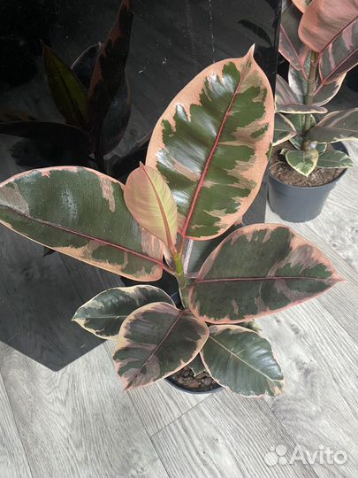 Фикус бейлиз