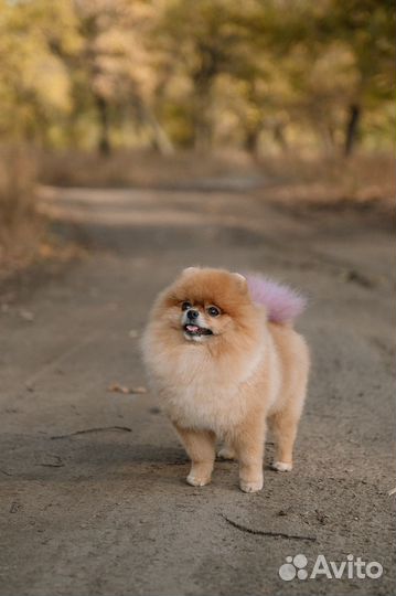 Померанский шпиц вязка