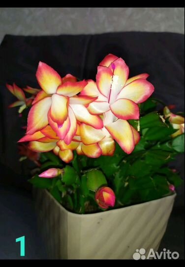 Шлюмбергеры