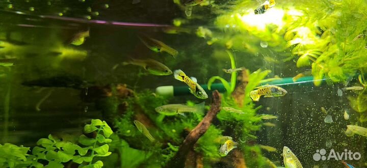 Гуппи Эндлера тигровые