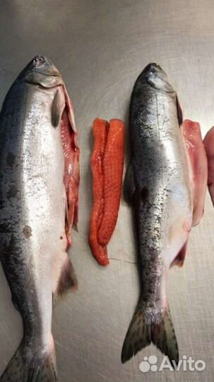 Горбуша вылов 2023