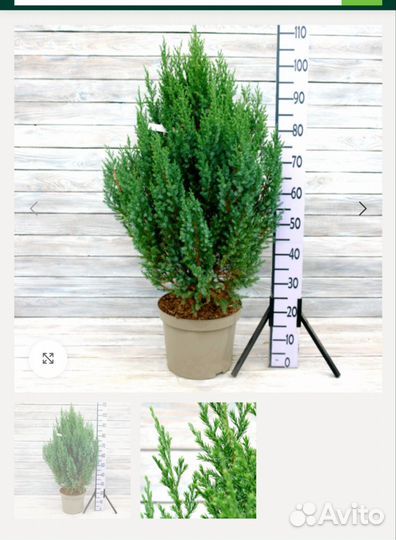 Можжевельник китайский Стрикта