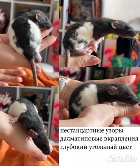 Отдаю Декоративных крысят Элит класса