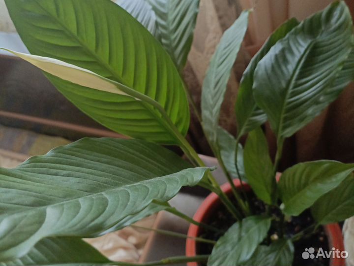 Комнатные цветы. Спатифиллум