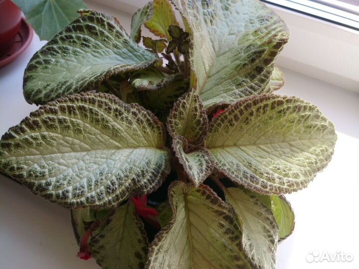 Эписция (ампельная), или павлиний цветок